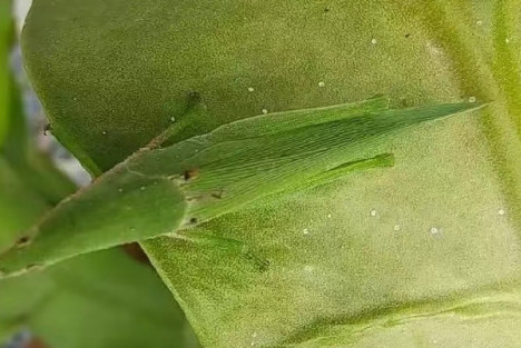 蒋高明：农业模式不改变 会导致物种消失