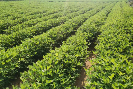 蒋高明：为什么生态农业要坚持六不用?